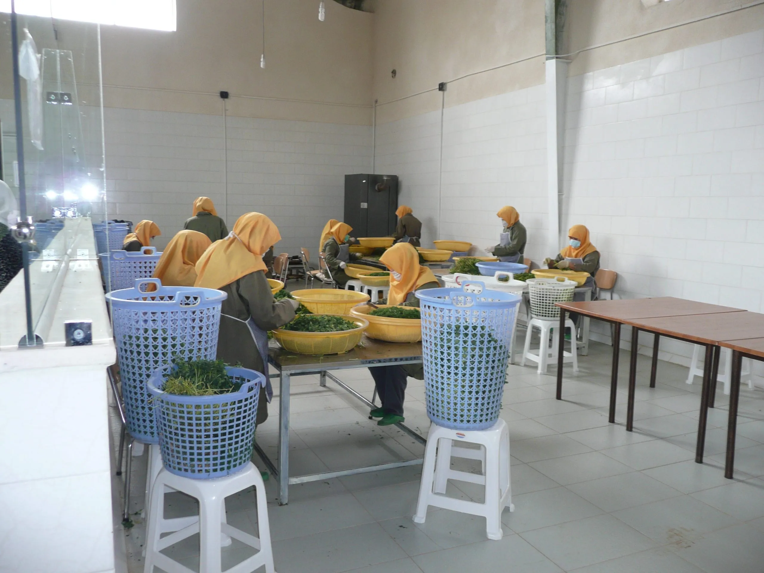 Women in orange headscarves sorting fresh herbs into bowls and baskets at long work tables