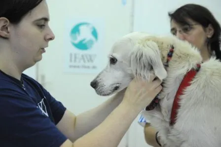 A volunteer holds a white long-haired dog steady during a check-up, an IFAW poster on the wall behind