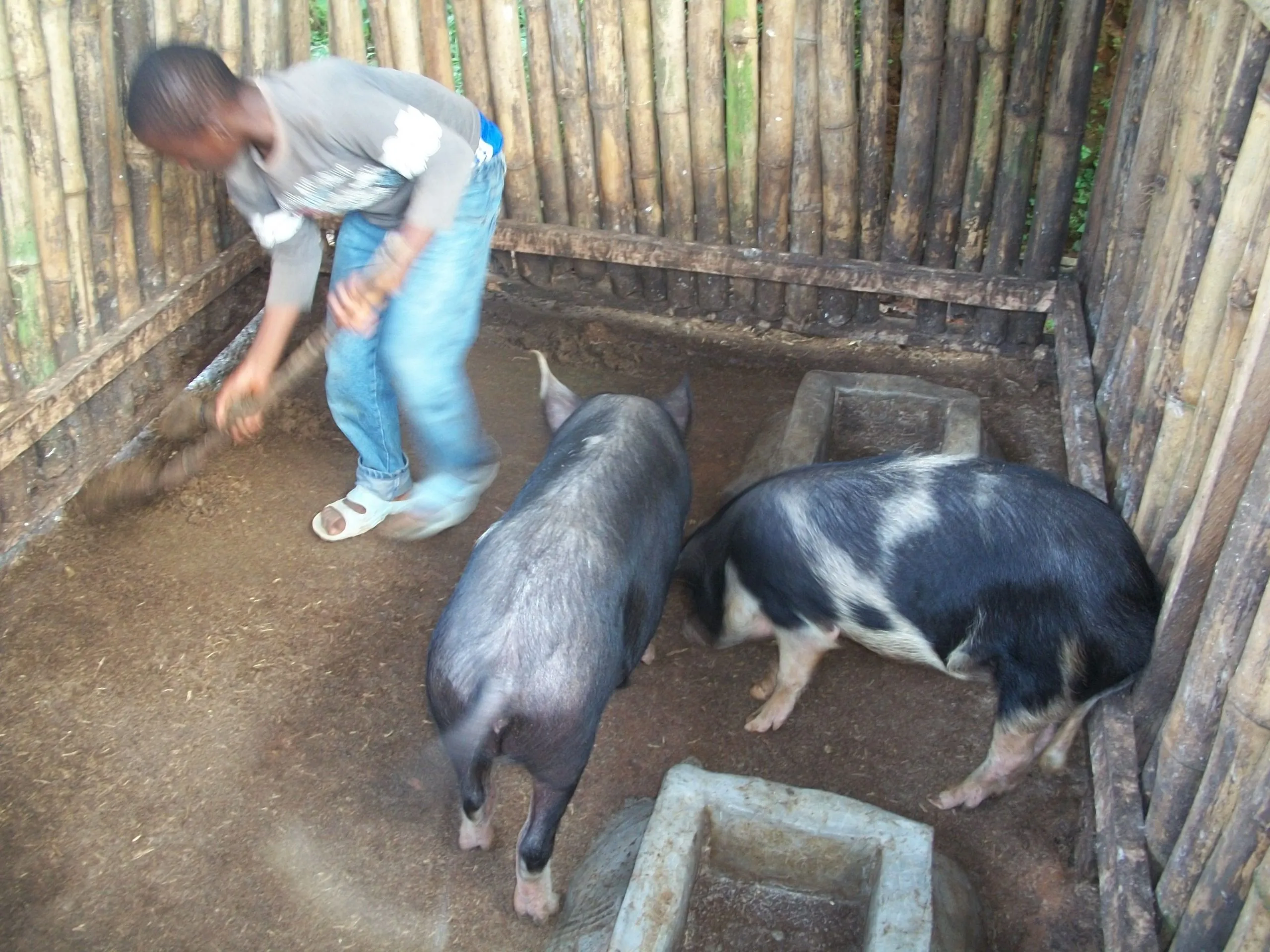 A young man sweeping out the pig pen while two pigs stand at the feeding troughs