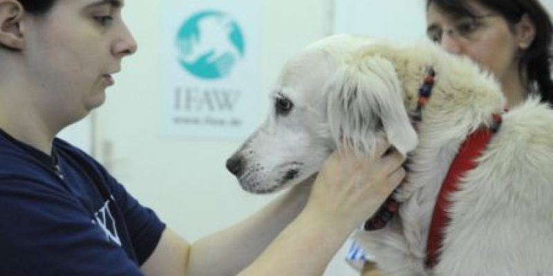 US_IFAW_Tiertafel066